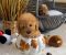 Nove bebice toy I mini pudle - Slika1 Nove bebice toy I mini pudle - Slika1