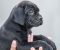 Cane Corso prelepi štenci - Slika1