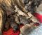 Srpski odbrambeni pas, štenci - Slika5