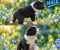 Border collie štenci - Slika3