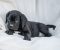 Cane Corso prelepi štenci - Slika3 Cane Corso prelepi štenci - Slika3