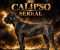 Cane Corso žensko štene - Slika6 Cane Corso žensko štene - Slika6