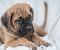 Cane Corso prelepi štenci - Slika2
