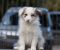 Border Collie štenci - Slika6 Border Collie štenci - Slika6