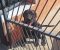 Cane Corso mlad pas - Slika2 Cane Corso mlad pas - Slika2