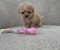 Maltipoo nove bebe - Slika4