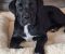 Cane Corso mlad pas - Slika5 Cane Corso mlad pas - Slika5