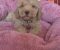 Labradoodle F1b preslatki štenci - Slika1 Labradoodle F1b preslatki štenci - Slika1