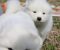 Samojed prelepi štenci - Slika4 Samojed prelepi štenci - Slika4