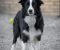 Border Collie štenci - Slika3