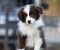 Border Collie štenci - Slika5