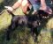 Cane Corso mlad pas - Slika3 Cane Corso mlad pas - Slika3