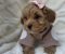 Maltipoo nove bebe - Slika1