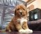 Labradoodle F1b preslatki štenci - Slika4