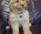Labradoodle F1b preslatki štenci - Slika3