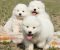 Samojed prelepi štenci - Slika2 Samojed prelepi štenci - Slika2
