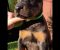 Doberman štenci - Slika6 Doberman štenci - Slika6