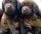 Čokoladni Labrador Retriver štenci - Slika3