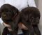 Čokoladni Labrador Retriver štenci - Slika6