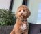 Labradoodle F1b preslatki štenci - Slika2