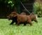 Čokoladni Labrador Retriver štenci - Slika2 Čokoladni Labrador Retriver štenci - Slika2