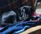 Cane Corso mlad pas - Slika1 Cane Corso mlad pas - Slika1