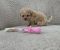 Maltipoo nove bebe - Slika3