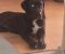 Cane Corso mlad pas - Slika6 Cane Corso mlad pas - Slika6