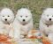 Samojed prelepi štenci - Slika1 Samojed prelepi štenci - Slika1