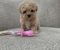 Maltipoo nove bebe - Slika2 Maltipoo nove bebe - Slika2