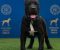 Cane Corso mlad pas - Slika4