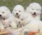 Samojed prelepi štenci - Slika3