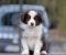 Border Collie štenci - Slika1